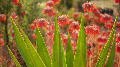 幸运的钟粉红色的花花园加州美国妈妈。成千上万的人春天布鲁姆草地浪漫的植物大气精致的墨西哥他长寿植物开花珊瑚大马哈鱼春天颜色