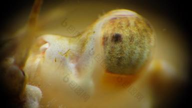 宏摄像在上雕琢平面的蟹眼睛游泳蟹macropipus霍尔萨图斯黑色的海