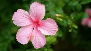粉红色的芙蓉蔷薇-中华公园绿色叶子植物背景温柔的风芙蓉花的名字中国人玫瑰鞋花玫瑰锦葵chaba流动