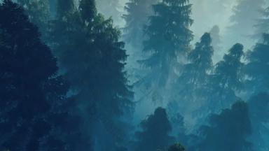 飞行松森林填满早....雾