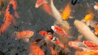充满活力的色彩斑斓的日本锦 鲤鲤鱼鱼游泳传统的花园池塘中国人花俏的鲤鱼水表面