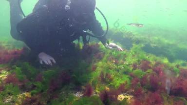 光合作用海潜水员触摸氧气泡沫合成藻类绿色红色的藻类水下岩石浒苔石莼铈多音海湾敖德萨黑色的海