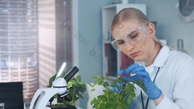 现代实验室聪明的女人实验室外套保护眼镜检查植物能