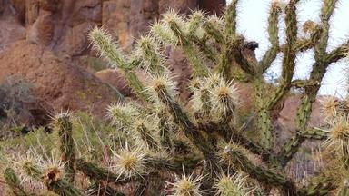 亚利桑那州仙人掌泰迪熊Cholla圆柱体类型仙人掌野生沙漠景观