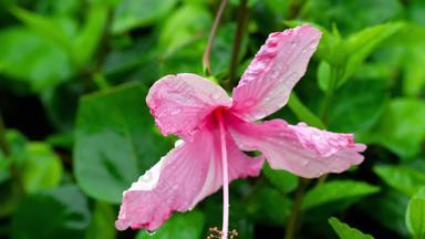 粉红色的芙蓉花雨