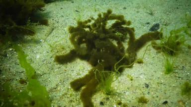 藻类黑色的海附生植物的藻类成长绿色浒苔藻类桑迪海底水下景观黑色的海