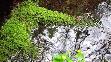 绿色莫斯生长潮湿的森林慢慢地流动水美国