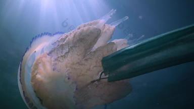 浮动<strong>厚度</strong>水黑色的海rhizostoma表示“肺”一般桶水母frilly-mouthed水母