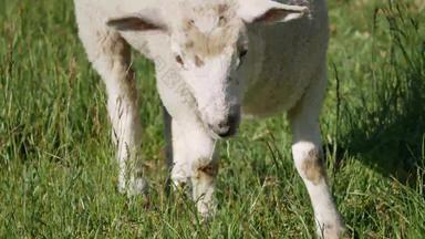 婴儿羊肉吃草场