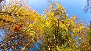 秋天叶子秋天慢运动树前视图波纹管