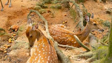 野生动物场景年轻的休耕的白尾鹿鹿野生哺乳动物动物森林周围发现了奇塔尔斯cheetal轴