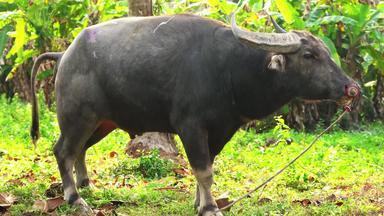 水牛系鼻子环啃食热带丛林亚洲水牛煞风景的丛林