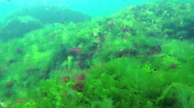 光合作用海水下景观绿色红色的棕色（的）藻类水下岩石浒苔石莼铈多音海湾敖德萨黑色的海