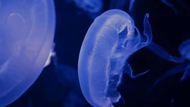 集团荧光水母游泳水族馆池透明的水母水下镜头发光的<strong>美杜莎</strong>移动水海洋生活壁纸背景