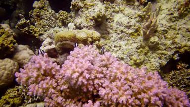 <strong>珊瑚</strong>礁<strong>红</strong>色的海美丽的水下景观<strong>珊瑚</strong>触角<strong>珊瑚</strong>抓浮游生物影响水埃及