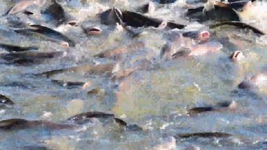人群淡水鱼争夺食物河