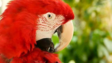 关闭红色的亚马逊朱红色金刚鹦鹉鹦鹉破澳门热带丛林森林野生动物色彩斑斓的肖像鸟