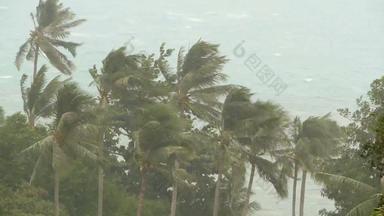 海边<strong>景观</strong>自然灾难飓风强大的强<strong>热带</strong>风暴风摇摆椰子棕榈树重<strong>热带</strong>风暴