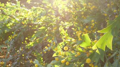 金合欢青光翅目黄色的花加州美国澳大利亚流行平粘土金合欢树不寻常的独特的原始异国情调的花序平静春天早....大气热带春天热带雨林