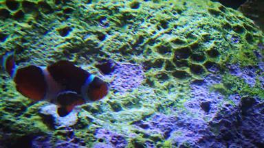 眼球小丑鱼安菲普瑞恩眼球冒险水族馆卡姆登泽西岛