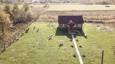 视图相机苍蝇一层住宅建筑村信徒向下primorsky领土牛吃草当地的区域绿色草坪上