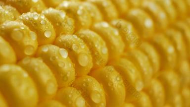 水滴谷物成熟的黄色的新鲜的玉米结实的矮