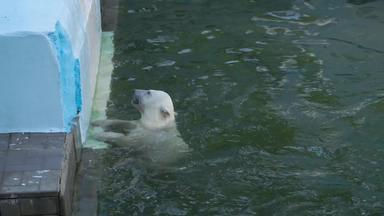 极地熊幼崽玩水