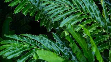 美丽的绿色叶子吹风热带丛林雨森林