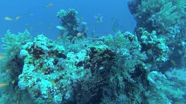 珊瑚礁红色的海阿布<strong>配音</strong>美丽的水下景观热带鱼珊瑚生活珊瑚礁埃及