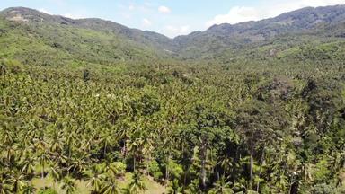 路径椰子种植园路椰子手掌阳光明媚的一天KOH寒岛泰国无人机视图天堂山景观飞行绿色植物森林砍伐