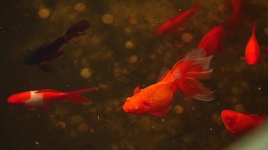 红色的金色彩斑斓的鲤鱼鱼水