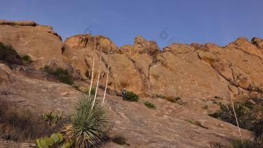 摄影师需要图片仙人掌亚利桑那州沙漠紫色的多刺的梨黑色的脊柱多刺的梨仙人掌属macrocentra