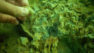 波拉斯扬抑抑格常见的piddock生物荧光守口如瓶的物种海洋软体动物发现沿海地区北大西洋地中海海孔片麻岩