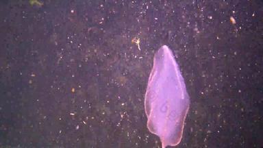 栉水母门动物掠夺性梳子水母<strong>入侵</strong>者黑色的海水母beroe卵圆形的吞噬助记符莱迪