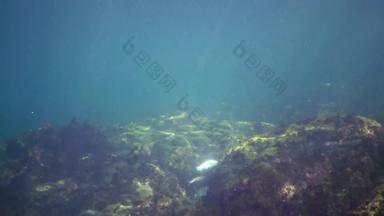 黑色的海鱼鲻鱼游泳灌木丛藻类囊肿