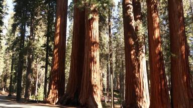 红杉资本森林红木树国家公园<strong>北部</strong>加州美国原始林地国王峡谷徒步旅行徒步旅行旅游独特的拉格雷松柏科的松树巨大的高树干