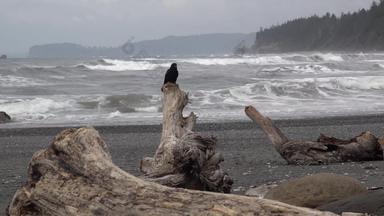 海岸太平洋大黑色的鸟坐在岩石苍蝇框架<strong>奥运</strong>国家公园美国华盛顿