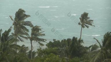 海边景观自然灾难飓风强大的强热带风暴风摇摆椰子棕榈树重热带风暴