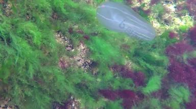 海洋入侵水母栉水母类助记符助记符leidyi黑色的海乌克兰