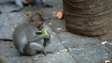 青少年短尾猿吃香蕉水果猴子森林乌布巴厘岛印尼