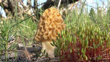 羊肚菌耐糖一般常见的莫雷尔黄色的莫雷尔莫雷尔蘑菇海绵莫雷尔物种真菌