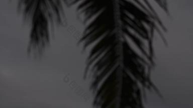 轮廓棕榈叶子加勒比移动<strong>风</strong>