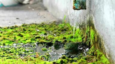 废水损坏的管道莫斯成长混凝土概念生存危机