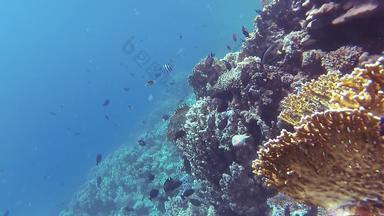 静态视频珊瑚礁红色的海阿布配音美丽的水下景观热带鱼珊瑚生活珊瑚礁埃及