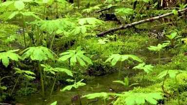 沼泽植物苔藓蕨类植物潮湿的森林曼联州华盛顿状态