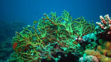 动物<strong>红</strong>色的海静态视频<strong>珊瑚</strong>礁<strong>红</strong>色的海美丽的水下背景鱼<strong>珊瑚</strong>
