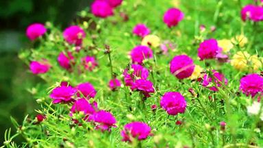 马齿苋普斯利玫瑰摩斯太阳植物品红色的花盛开的花园