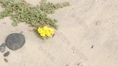 爬虫<strong>植物</strong>太平洋海洋桑迪海滩加州海岸美国沙子小花石头绿色<strong>植物</strong>海自然<strong>植物植物</strong>区系恩人恢复沿海生态系统