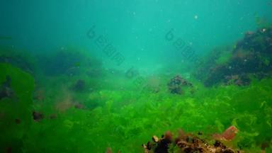 <strong>水下景观</strong>黑色的海绿色红色的棕色（的）藻类海底藻类摆动风暴