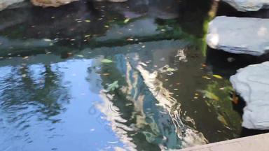 锦 鲤鱼池塘花园